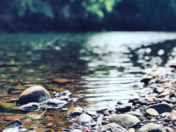 Close-up of bird in water