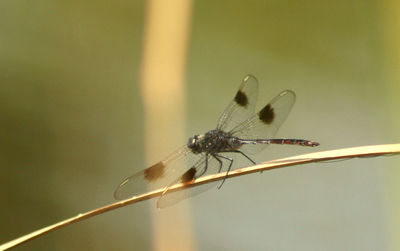 Close-up of damselfly on leaf