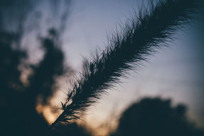 Close-up of silhouette plant against sky at sunset