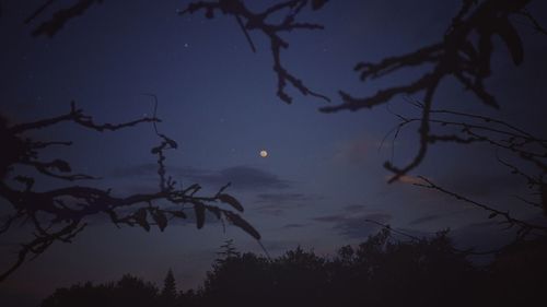 Low angle view of silhouette tree against sky at night