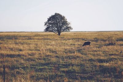 Cow grazing on field against sky