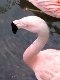 Birds floating on water