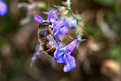 Close-up of bee pollinating on purple flower