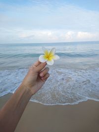 Cropped hand holding frangipani at beach against sky