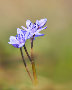 Close-up of purple flowering plant