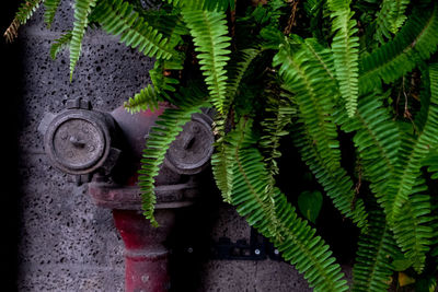 Close-up of fern plant by metal wall