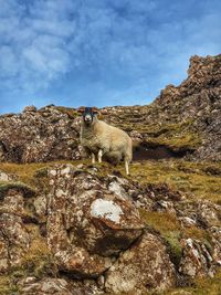 Low angle view of animal on rock against sky