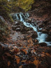 Scenic view of waterfall in forest