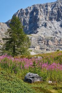 Purple flowering plants on rocky mountain