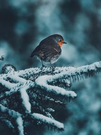 Close-up of bird perching on snow