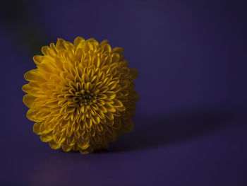 Close-up of yellow flower blooming against black background