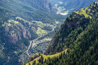 High angle view of pine trees in valley