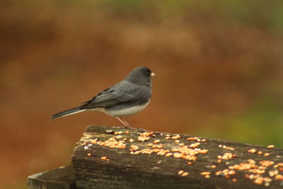 Close-up of bird perching on wall