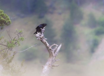 Bird perching on twig