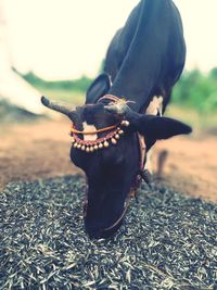 Close-up of cow eating food