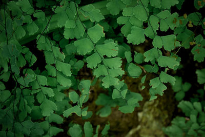 High angle view of leaves on field