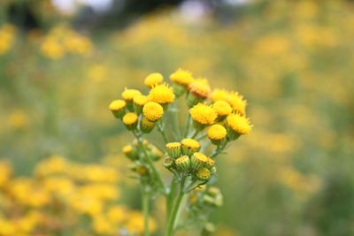Close-up of yellow flower