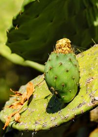 Close-up of succulent plant