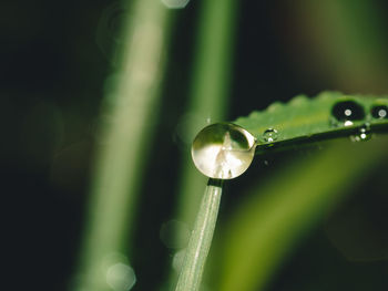 Close-up of raindrops on leaf