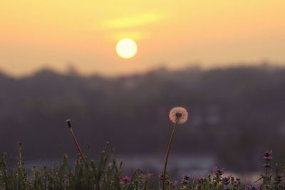 Scenic view of landscape at sunset