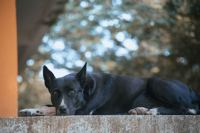 Close-up portrait of a dog