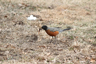 Close-up of a bird on field