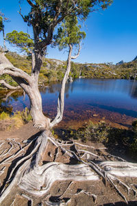 Scenic view of trees by lake against sky