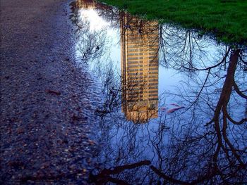 Reflection of trees in water