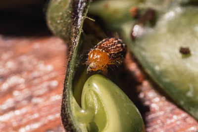 Close-up of caterpillar on a plant