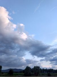 Low angle view of trees against sky