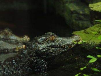 Close-up of frog in lake