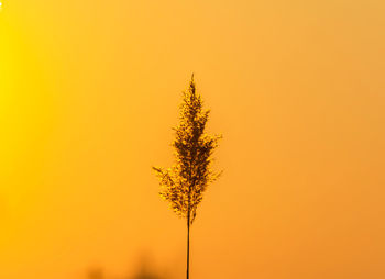 Close-up of silhouette plant against orange sky