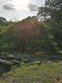 Trees on field against sky