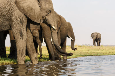 Herd of elephants in africa walking through the grass in tarangire national park