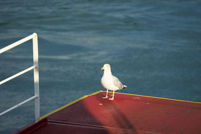 Seagull perching on retaining wall by sea