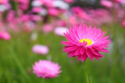 Close-up of pink flowering plant