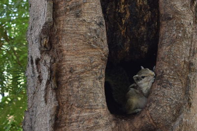 View of squirrel on tree trunk