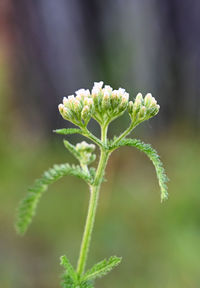 Close-up of flowering plant