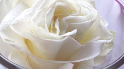 Close-up of white rose