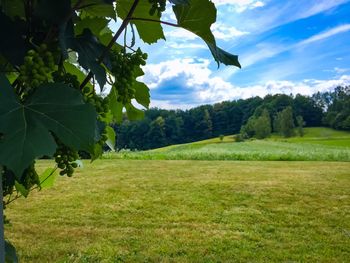 Trees on field against sky