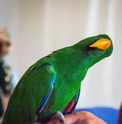 Close-up of parrot perching