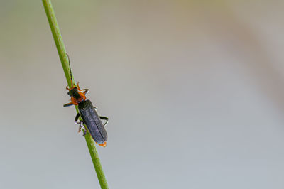 Close-up of insect on plant