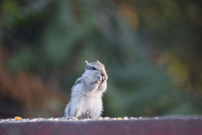 Close-up of squirrel