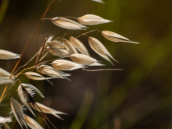 Close-up of wilted flower on field