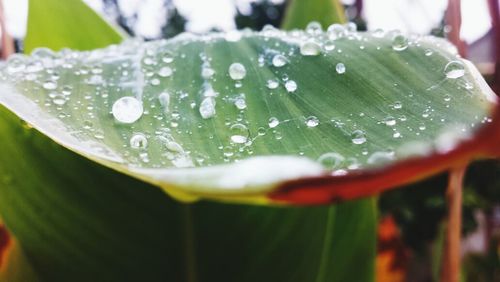 Close-up of water drops on leaf