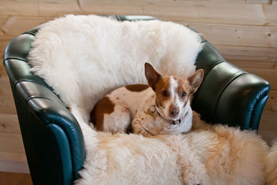 High angle view of dog resting at home