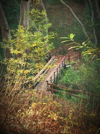 View of bridge in forest