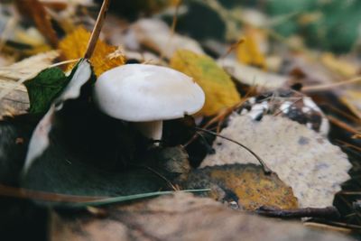 Close-up of mushrooms growing on field during autumn