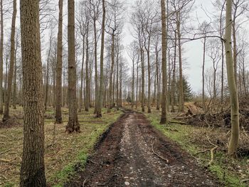 Trail amidst trees in forest