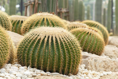 Close-up of succulent plant